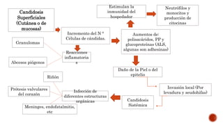 Candidosis
Superficiales
(Cutánea o de
mucosas)
Incremento del N °
Células de cándidas.
Invasión local (Por
levadura y seudohifas)
Estimulan la
inmunidad del
hospedador
Aumentos de:
polisacáridos, PP y
glucoproteínas (ALS,
algunas son adhesinas)
Daño de la Piel o del
epitelio
Candidosis
Sistémica
Infección de
diferentes estructuras
orgánicas
Prótesis valvulares
del corazón
Riñón
Meninges, endofatalmitis,
etc
Reacciones
inflamatoria
sAbcesos piógenos
Granulomas
Neutrófilos y
monocitos y
producción de
citocinas
 