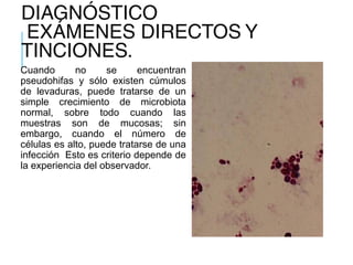 DIAGNÓSTICO
EXÁMENES DIRECTOS Y
TINCIONES.
Cuando no se encuentran
pseudohifas y sólo existen cúmulos
de levaduras, puede tratarse de un
simple crecimiento de microbiota
normal, sobre todo cuando las
muestras son de mucosas; sin
embargo, cuando el número de
células es alto, puede tratarse de una
infección Esto es criterio depende de
la experiencia del observador.
 
