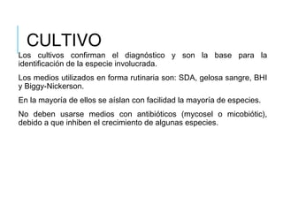 CULTIVO
Los cultivos confirman el diagnóstico y son la base para la
identificación de la especie involucrada.
Los medios utilizados en forma rutinaria son: SDA, gelosa sangre, BHI
y Biggy-Nickerson.
En la mayoría de ellos se aíslan con facilidad la mayoría de especies.
No deben usarse medios con antibióticos (mycosel o micobiótic),
debido a que inhiben el crecimiento de algunas especies.
 