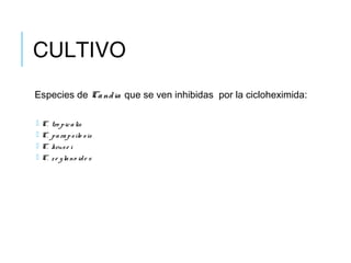 CULTIVO
Especies de Candia que se ven inhibidas por la cicloheximida:
 C. tro picalis
 C. parapsilo sis
 C. kruse i
 C. ze ylano ide s
 