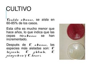 CULTIVO
Candida albicans , se aísla en
60-85% de los casos.
Esta cifra es mucho menor que
hace años, lo que indica que las
cepas no-albicans se han
incrementado.
Después de C. albicans , las
especies más aisladas son: C.
tro picalis, C. g labrata, C.
parapsilo sis y C. kruse i.
 