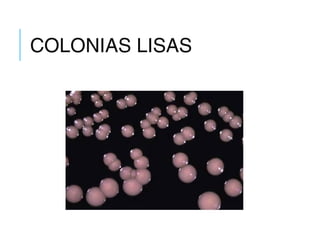 COLONIAS LISAS
 