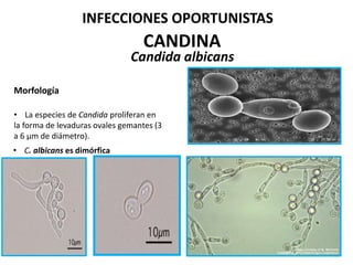 CANDINA
Candida albicans
Morfología
• La especies de Candida proliferan en
la forma de levaduras ovales gemantes (3
a 6 μm de diámetro).
• C. albicans es dimórfica
INFECCIONES OPORTUNISTAS
 