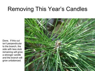 Removing This Year‟s Candles
Done. If this cut
isn‟t perpendicular
to the branch, the
side with less stub
remaining will grow
a stronger candle
and the branch will
grow unbalanced.
 