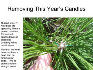 Removing This Year‟s Candles
15 days later, 7/1.
New buds are
appearing from the
pruned branches.
Reduce to 2
opposed buds of
equal size
(creating forked
ramification)
Now that the weak
branches have a
head start on
forming new
buds…Time to
prune Medium-
strength areas.
 