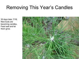 Removing This Year‟s Candles
30 days later, 7/16.
New buds are
becoming candles.
Feed well and let
them grow.
 