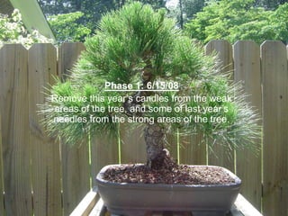 Phase 1: 6/15/08
Remove this year‟s candles from the weak
areas of the tree, and some of last year‟s
needles from the strong areas of the tree.
 