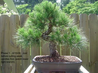 Phase 1…6/15/08. Just
before cutting weak
candles first (watch lower
right branch)
 