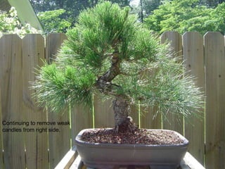 Continuing to remove weak
candles from right side.
 