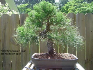 After thinning out 1-year-
old needles in apex
 
