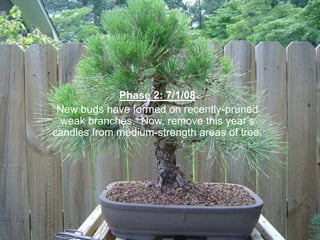 Phase 2: 7/1/08
New buds have formed on recently-pruned
weak branches. Now, remove this year‟s
candles from medium-strength areas of tree.
 