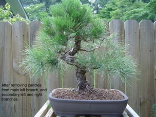 After removing candles
from main left branch, and
secondary left and right
branches.
 