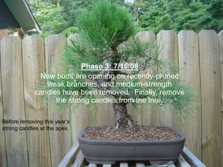 Phase 3: 7/16/08
New buds are opening on recently-pruned
weak branches, and medium-strength
candles have been removed. Finally, remove
the strong candles from the tree.
Before removing this year‟s
strong candles at the apex.
 