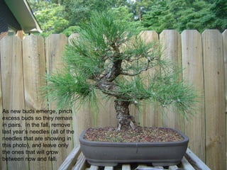 As new buds emerge, pinch
excess buds so they remain
in pairs. In the fall, remove
last year‟s needles (all of the
needles that are showing in
this photo), and leave only
the ones that will grow
between now and fall.
 