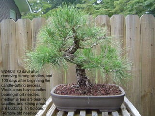 9/24/08, 70 days after
removing strong candles, and
100 days after beginning the
candle-cutting process.
Weak areas have candles
bearing short needles,
medium areas are bearing
candles, and strong areas
are budding. In October,
Remove old needles.
 