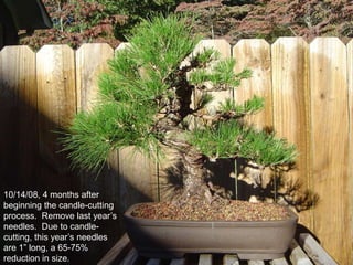 10/14/08, 4 months after
beginning the candle-cutting
process. Remove last year‟s
needles. Due to candle-
cutting, this year‟s needles
are 1” long, a 65-75%
reduction in size.
 