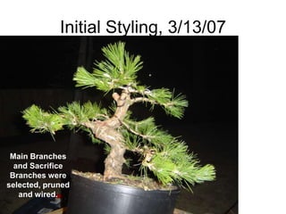 Initial Styling, 3/13/07
Main Branches
and Sacrifice
Branches were
selected, pruned
and wired.
 