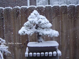 3/1/09…March, in like a
LION!
 