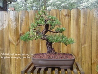 3/28/09, before equalizing the
length of emerging candles.
 