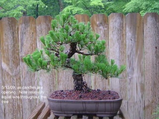 5/13/09, as candles are
opening. Note relatively
equal size throughout the
tree
 