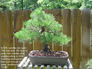 6/1/09, candles are open.
This tree took 100 days to
open new candles after
candle-cutting in 2008.
Counting backwards to give
them just enough time to
open, candle-cutting starts
7/1/09
 