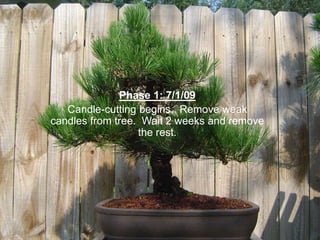 Phase 1: 7/1/09
Candle-cutting begins. Remove weak
candles from tree. Wait 2 weeks and remove
the rest.
 