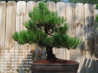 7/1/09. Candles are open,
and it is time to begin candle-
cutting. It is important not to
do it too early in the summer.
Begin the process so that the
tree has just enough time to
grow new candles, but not
long needles.
 
