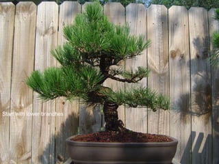 Start with lower branches
 