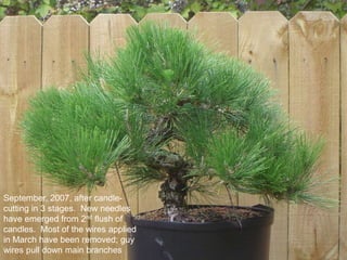 September, 2007, after candle-
cutting in 3 stages. New needles
have emerged from 2nd flush of
candles. Most of the wires applied
in March have been removed; guy
wires pull down main branches
 