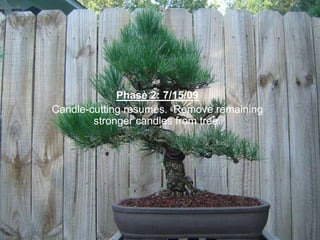 Phase 2: 7/15/09
Candle-cutting resumes. Remove remaining
stronger candles from tree.
 