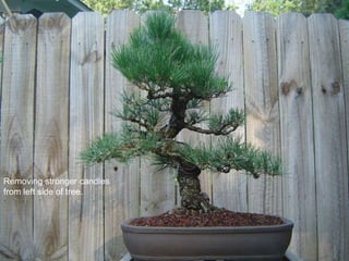 Removing stronger candles
from left side of tree.
 