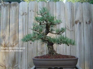 Finally, remaining upper
candles are removed.
 