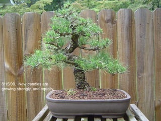 8/15/09. New candles are
growing strongly, and equally.
 