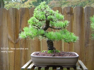 9/15/09. New candles are
nearly open.
 