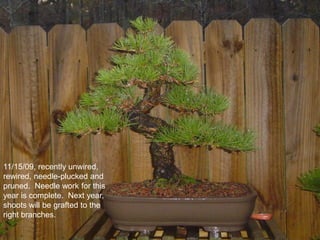 11/15/09, recently unwired,
rewired, needle-plucked and
pruned. Needle work for this
year is complete. Next year,
shoots will be grafted to the
right branches.
 