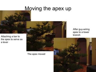 Moving the apex up
Attaching a bar to
the apex to serve as
a lever
The apex moved
After guy-wiring
apex to a lower
branch
 