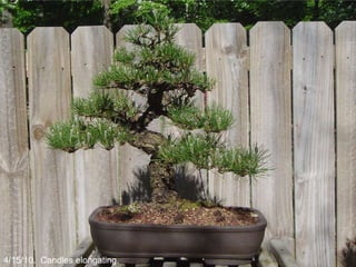 4/15/10. Candles elongating.
 