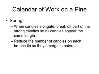 Calendar of Work on a Pine
• Spring:
– When candles elongate, break off part of the
strong candles so all candles appear the
same length.
– Reduce the number of candles on each
branch tip so they emerge in pairs.
 