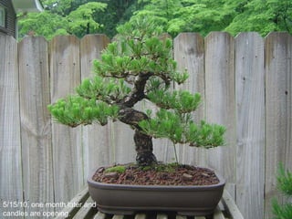 5/15/10, one month later and
candles are opening.
 