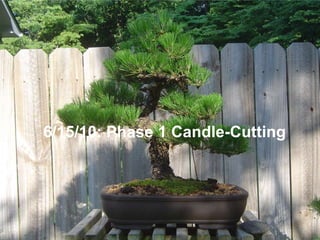 6/15/10: Phase 1 Candle-Cutting
 