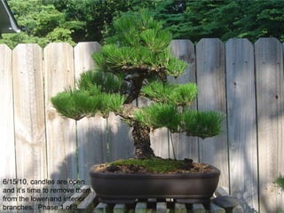 6/15/10, candles are open
and it‟s time to remove them
from the lower and interior
branches. Phase 1 of 3.
 