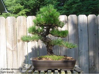 Candles removed from lower-
right branch.
 