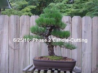 6/25/10: Phase 2 Candle-Cutting
 