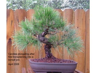Candles elongating after
first transplanting into a
bonsai pot.
April 2008
 