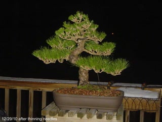 12/29/10 after thinning needles
 