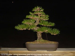 12/30/10 after wiring branches and moving crown to the right
 