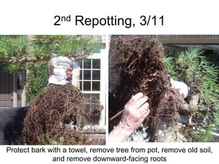 2nd Repotting, 3/11
Protect bark with a towel, remove tree from pot, remove old soil,
and remove downward-facing roots
 