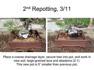 2nd Repotting, 3/11
Place a coarse drainage layer, secure tree into pot, and work in
new soil, large-grained lava and akadama (2:1).
This new pot is 5” smaller than previous pot.
 