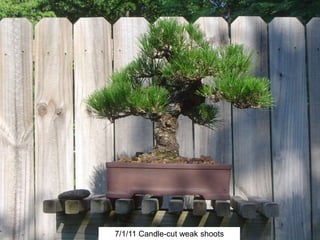 7/1/11 Candle-cut weak shoots
 