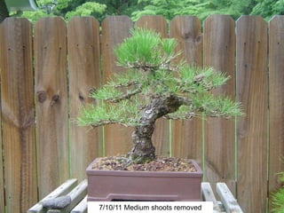 7/10/11 Medium shoots removed
 